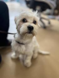 Shelter Stray Male Dog last seen BONITA ST AND SAN MIGUEL, 130 Beyer Way, Chula Vista, CA 91911, USA