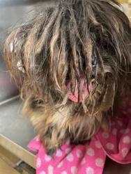 Shelter Stray Male Dog last seen Near BLOCK OF E 7TH ST, 130 Beyer Way, Chula Vista, CA 91911, USA