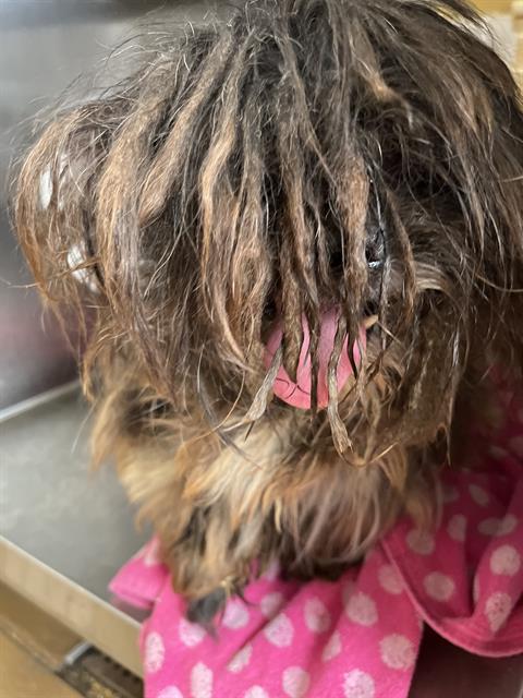 Shelter Stray Male Dog last seen Near BLOCK OF E 7TH ST, 130 Beyer Way, Chula Vista, CA 91911, USA
