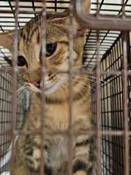 Shelter Stray Female Cat last seen Near BLOCK FLIPPO RD, 4950 SW Triana Blvd, Huntsville, AL 35805, USA
