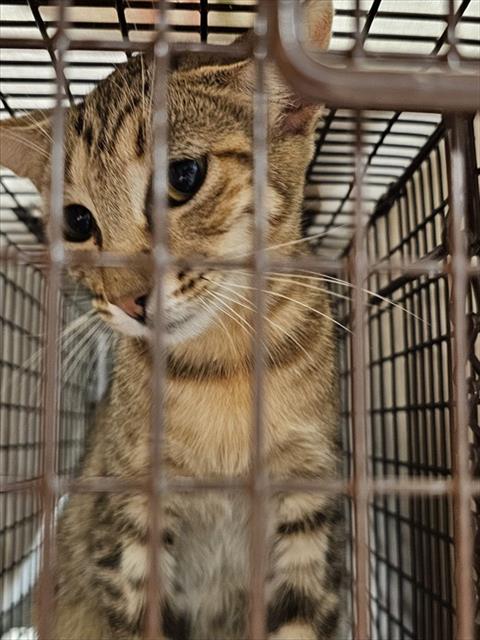 Shelter Stray Female Cat last seen Near BLOCK FLIPPO RD, 4950 SW Triana Blvd, Huntsville, AL 35805, USA