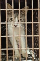 Shelter Stray Female Cat last seen Near BLOCK FLIPPO RD, 4950 SW Triana Blvd, Huntsville, AL 35805, USA