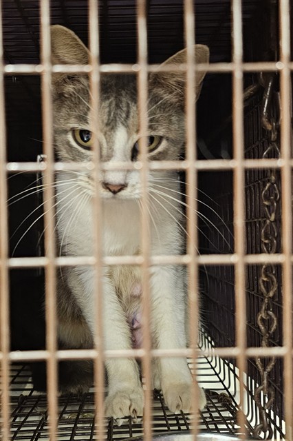 Shelter Stray Female Cat last seen Near BLOCK FLIPPO RD, 4950 SW Triana Blvd, Huntsville, AL 35805, USA