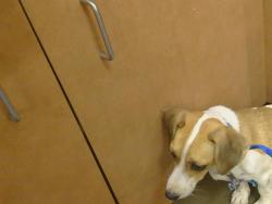 Shelter Stray Female Dog last seen BELL ST/WYDA WAY, 95825, 3839 Bradshaw Rd, Sacramento, CA 95827, USA