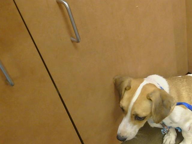 Shelter Stray Female Dog last seen BELL ST/WYDA WAY, 95825, 3839 Bradshaw Rd, Sacramento, CA 95827, USA
