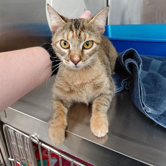 Shelter Stray Female Cat last seen Near BLOCK HARWOOD AVE SW, 4950 SW Triana Blvd, Huntsville, AL 35805, USA