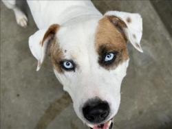 Shelter Stray Male Dog last seen , 1850 W 60th St, Los Angeles, CA 90047, USA