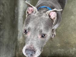 Shelter Stray Male Dog last seen , 1850 W 60th St, Los Angeles, CA 90047, USA