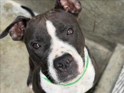 Shelter Stray Female Dog last seen , 1850 W 60th St, Los Angeles, CA 90047, USA