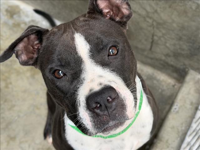 Shelter Stray Female Dog last seen , 1850 W 60th St, Los Angeles, CA 90047, USA