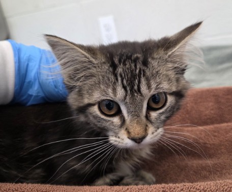Shelter Stray Female Cat last seen Near BLOCK E 104TH WY, 12155 Park Blvd, Brighton, CO 80601, USA