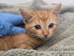 Shelter Stray Male Cat last seen 120TH & CHAMBERS (KING SOOPERS), 12155 Park Blvd, Brighton, CO 80601, USA