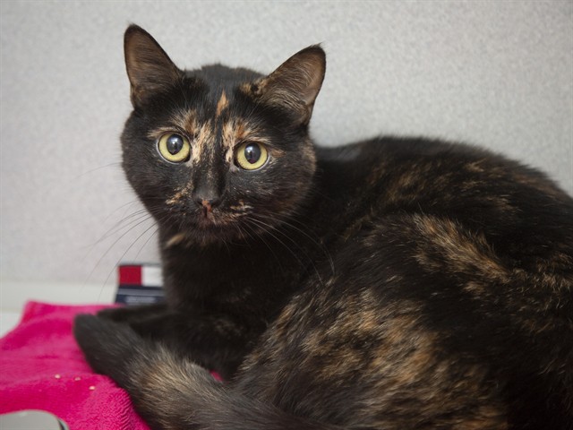 Shelter Stray Female Cat last seen Near BLOCK N PEBBLE CREEK PKWAY, 5501 E Van Buren St, Phoenix, AZ 85008, USA