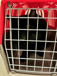 Shelter Stray Female Cat last seen Near BLOCK W 85TH AVE, 12155 Park Blvd, Brighton, CO 80601, USA