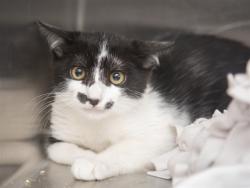 Shelter Stray Male Cat last seen IND SCHOOL AND JACKRABBIT, 5501 E Van Buren St, Phoenix, AZ 85008, USA