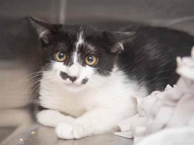 Shelter Stray Male Cat last seen IND SCHOOL AND JACKRABBIT, 5501 E Van Buren St, Phoenix, AZ 85008, USA