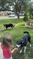 Reunited Unknown Dog last seen Whitney, Midland, TX 79705