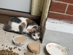 Found/Stray Female Cat last seen Near block of Armand, St. Louis, MO 63104