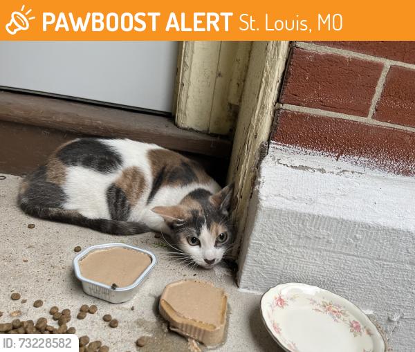 Found/Stray Female Cat last seen Near block of Armand, St. Louis, MO 63104