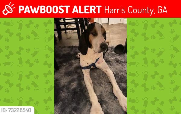 Lost Male Dog last seen Was seen On Central Church Road (that runs into County Line Road, Midland, GA), Harris County, GA 31820