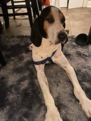 Lost Male Dog last seen Was seen On Central Church Road (that runs into County Line Road, Midland, GA), Harris County, GA 31820
