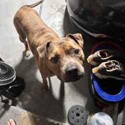 Reunited Male Dog last seen Behind Tj maxx del prado, Cape Coral, FL 33990