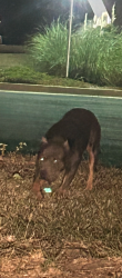 Found/Stray Female Dog last seen Yukon national bank Bethany, Bethany, OK 73008