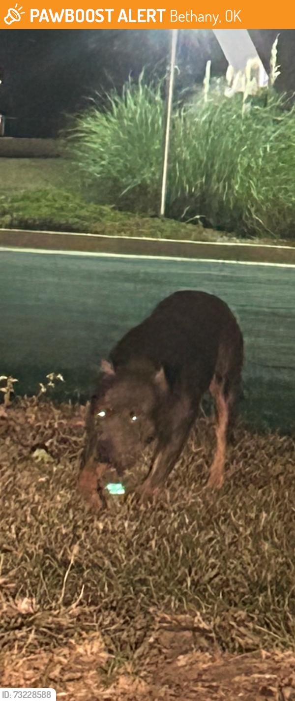Found/Stray Female Dog last seen Yukon national bank Bethany, Bethany, OK 73008