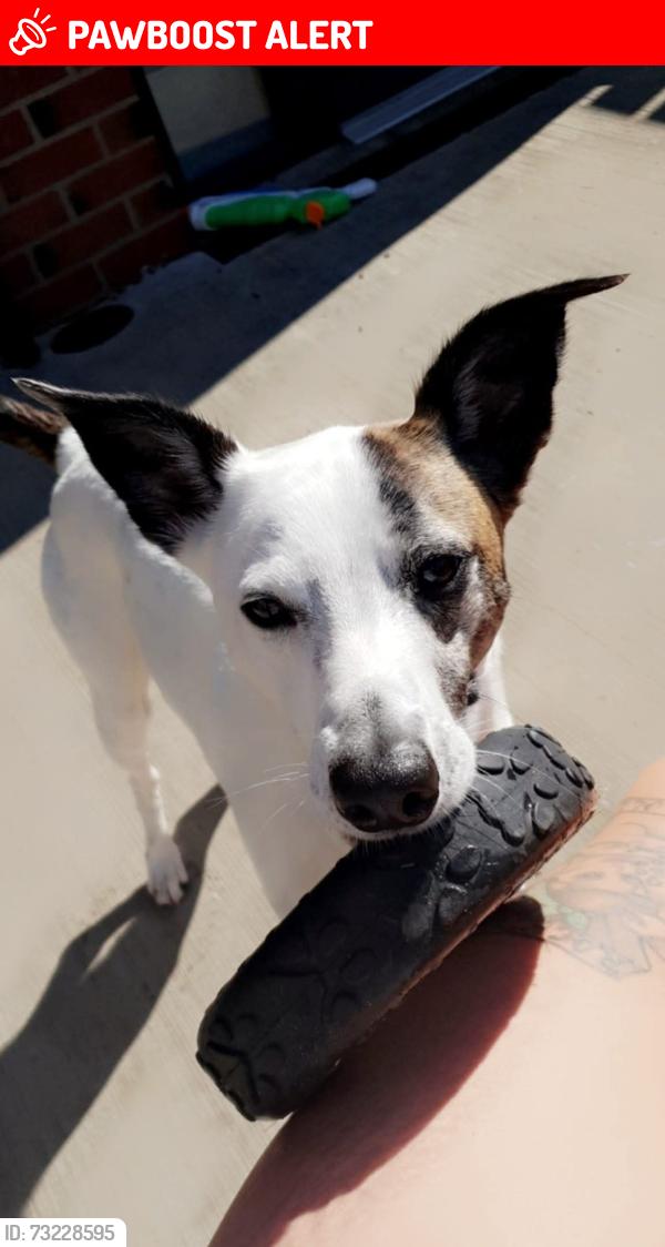 Lost Male Dog last seen Left home, Monkstown, Northern Ireland BT37 0PB