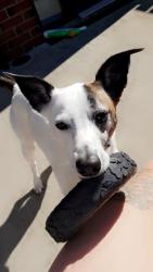 Lost Male Dog last seen Left home, Monkstown, Northern Ireland BT37 0PB