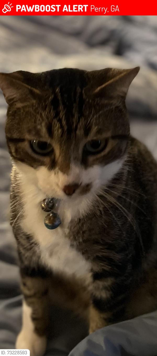 Lost Male Cat last seen Preserves at agriculture Village community, Perry, GA 31069