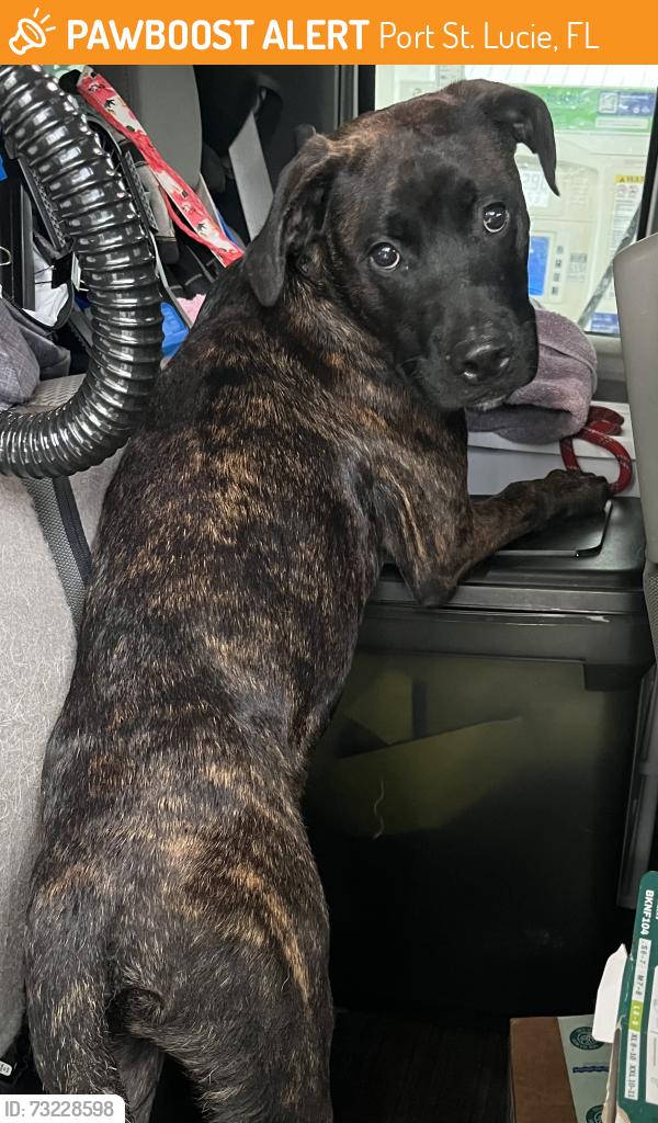 Found/Stray Male Dog last seen port st. lucie, Port St. Lucie, FL 34986