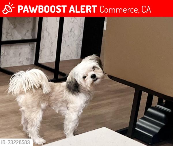 Lost Male Dog last seen comercer train tracks, Commerce, CA 90040