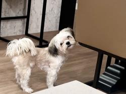 Lost Male Dog last seen comercer train tracks, Commerce, CA 90040