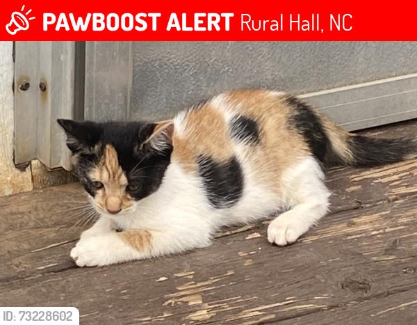 Lost Female Cat last seen Summit St, Rural Hall, NC 27045