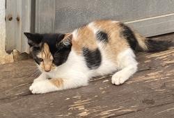 Lost Female Cat last seen Summit St, Rural Hall, NC 27045