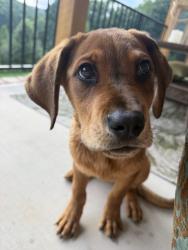 Found/Stray Female Dog last seen Machine Shop Rd, Catawba County, NC 28602