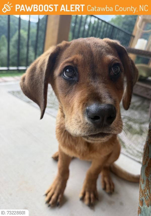 Found/Stray Female Dog last seen Machine Shop Rd, Catawba County, NC 28602