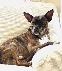 Lost Male Dog last seen Willy St Coop East, Madison, WI 53703