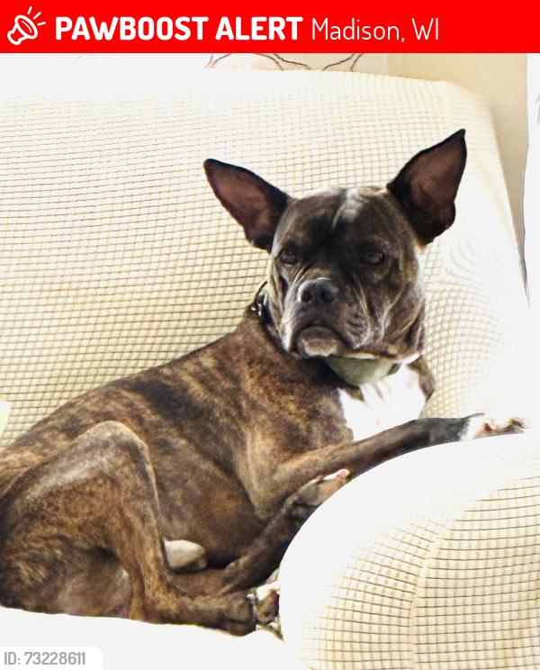 Lost Male Dog last seen Willy St Coop East, Madison, WI 53703