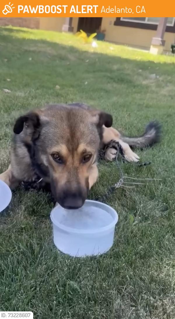 Found/Stray Male Dog last seen Pearmain and jonathan st adelanto ca, Adelanto, CA 92301