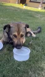 Found/Stray Male Dog last seen Pearmain and jonathan st adelanto ca, Adelanto, CA 92301