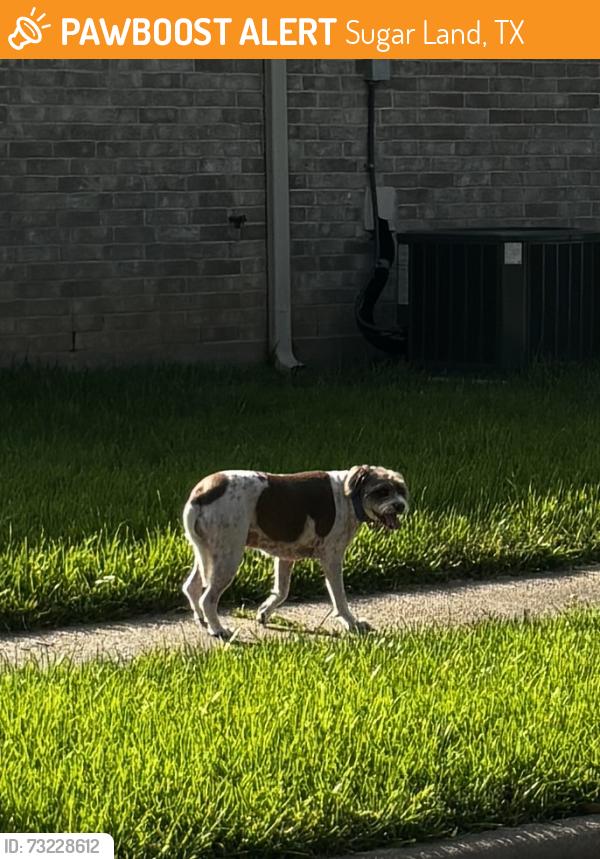 Found/Stray Unknown Dog last seen Summerfield Ridge Drive, Sugar Land, TX 77498