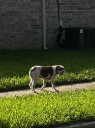 Found/Stray Unknown Dog last seen Summerfield Ridge Drive, Sugar Land, TX 77498