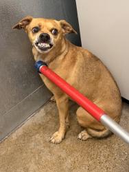 Shelter Stray Male Dog last seen Near Euclid, 5th District, OH, 9203 Detroit Ave, Cleveland, OH 44102, USA