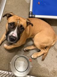 Shelter Stray Male Dog last seen Rocky River & Puritas, 2nd District, OH, 9203 Detroit Ave, Cleveland, OH 44102, USA