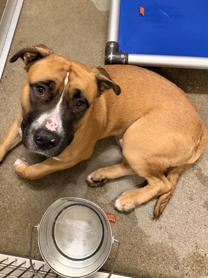 Shelter Stray Male Dog last seen Rocky River & Puritas, 2nd District, OH, 9203 Detroit Ave, Cleveland, OH 44102, USA