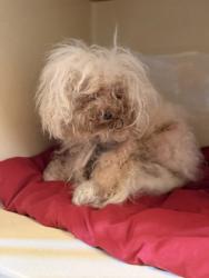 Shelter Stray Unknown Dog last seen Big Creek Parkway, Unknown, OH, 9203 Detroit Ave, Cleveland, OH 44102, USA
