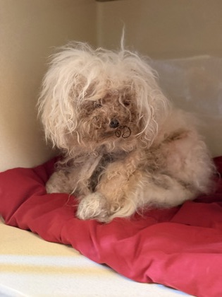 Shelter Stray Unknown Dog last seen Big Creek Parkway, Unknown, OH, 9203 Detroit Ave, Cleveland, OH 44102, USA