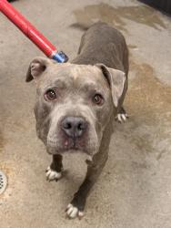 Shelter Stray Male Dog last seen Near Fullerton, 4th District, OH, 9203 Detroit Ave, Cleveland, OH 44102, USA